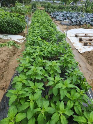 박정하님의 장마 대비 어떻게 하셨나요? · 참여 작성글 사진