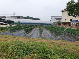 조경휘님의 장마 대비 어떻게 하셨나요? · 참여 작성글 사진