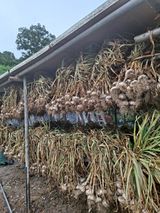 팜모닝 마늘·수확 게시글 이미지