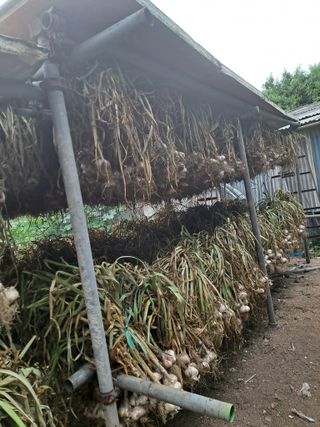 딱딱이~~님의 마늘 · 수확 작성글 사진