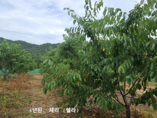 박전규님의 기타작물 · 영농일지 작성글 사진