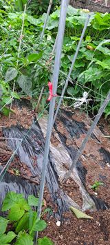 팜모닝 기타작물·병해충상담 게시글 이미지