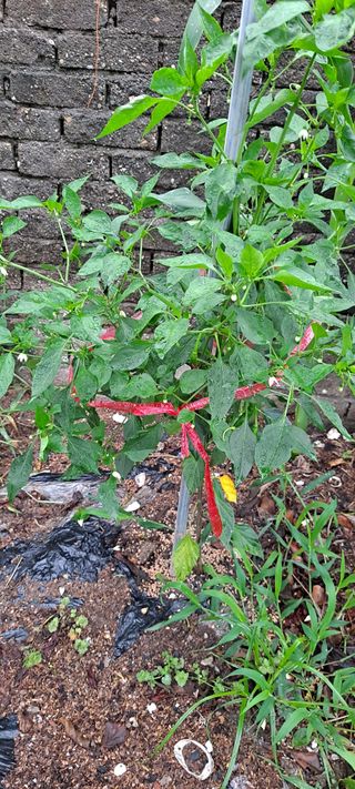 나로님의 기타작물 · 병해충상담 작성글 사진