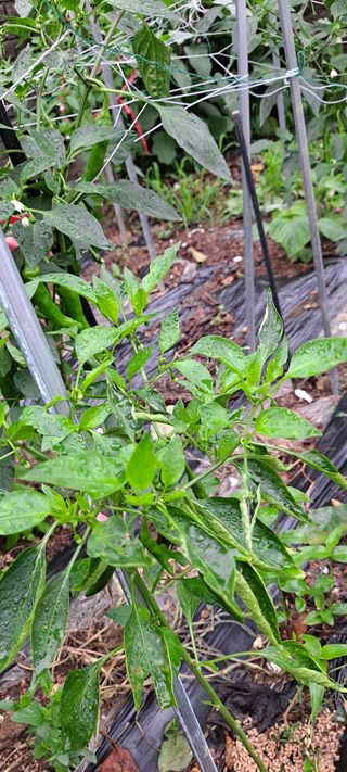 나로님의 기타작물 · 병해충상담 작성글 사진