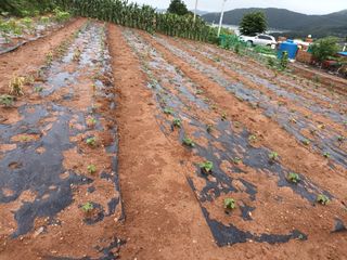 김은숙님의 들깨 · 자유게시판 작성글 사진