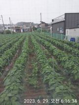 팜모닝 콩·자유게시판 게시글 이미지