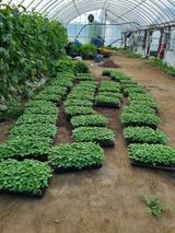 팜모닝 콩·자유게시판 게시글 이미지