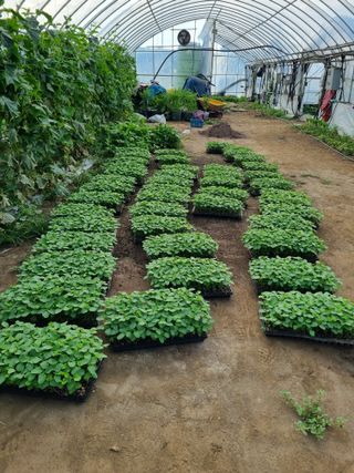 김갑태님의 콩 · 자유게시판 작성글 사진