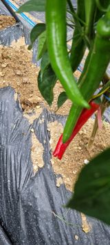 팜모닝 고추·자연재해•동물피해 게시글 이미지