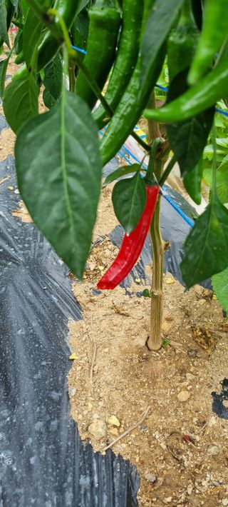 김프로님의 고추 · 자연재해•동물피해 작성글 사진