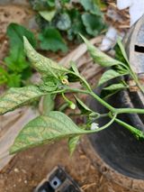 팜모닝 기타작물·병해충상담 게시글 이미지