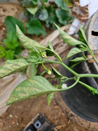 호욱33459725님의 기타작물 · 병해충상담 작성글 사진