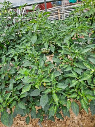 호욱33459725님의 기타작물 · 병해충상담 작성글 사진