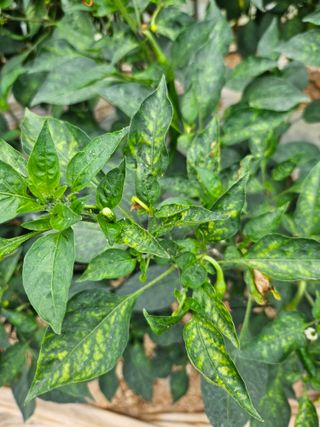 호욱33459725님의 기타작물 · 병해충상담 작성글 사진