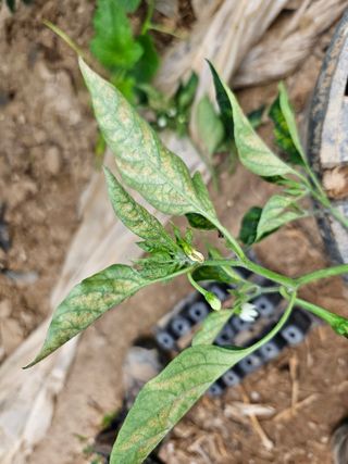 호욱33459725님의 기타작물 · 병해충상담 작성글 사진