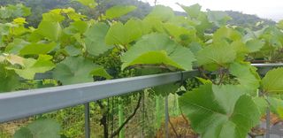 성주에있다님의 포도 · 자유게시판 작성글 사진