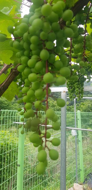 성주에있다님의 포도 · 자유게시판 작성글 사진