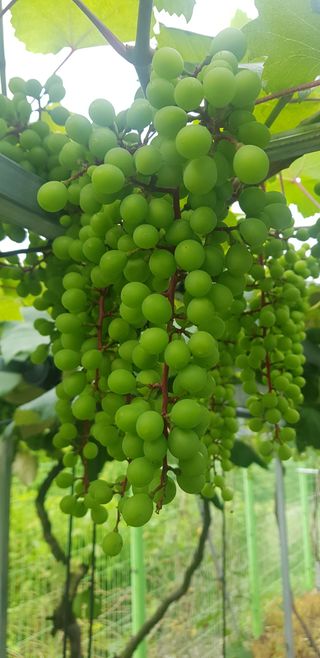 성주에있다님의 포도 · 자유게시판 작성글 사진