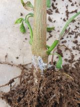 팜모닝 고추·병해충상담 게시글 이미지