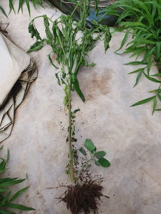 자색마.고추1000님의 고추 · 병해충상담 작성글 사진