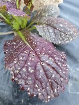 팜모닝 상추·병해충상담 게시글 이미지