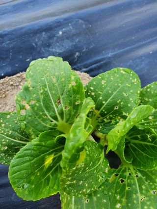 알바트로스k님의 상추 · 병해충상담 작성글 사진