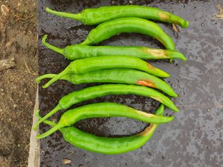 이상협님의 고추 · 병해충상담 작성글 사진