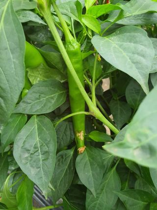 이상협님의 고추 · 병해충상담 작성글 사진