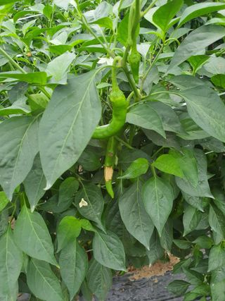 이상협님의 고추 · 병해충상담 작성글 사진