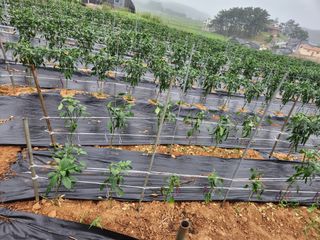 민화님의 고추 · 지주설치•유인•성장 작성글 사진