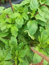 팜모닝 참깨·병해충상담 게시글 이미지