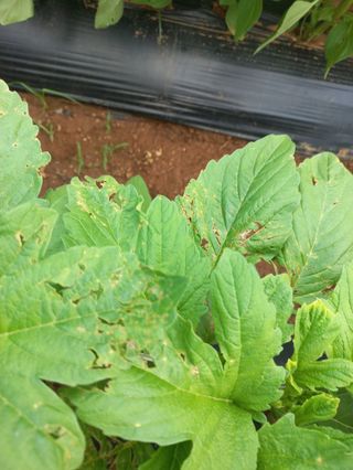 김철조님의 참깨 · 병해충상담 작성글 사진