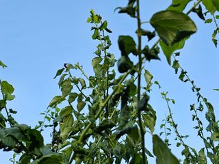 총재 조항일님의 자두 · 병해충상담 작성글 사진