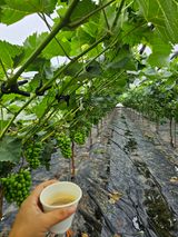 팜모닝 포도·자유게시판 게시글 이미지