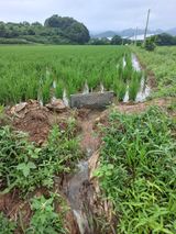 팜모닝 벼·영농일지 게시글 이미지