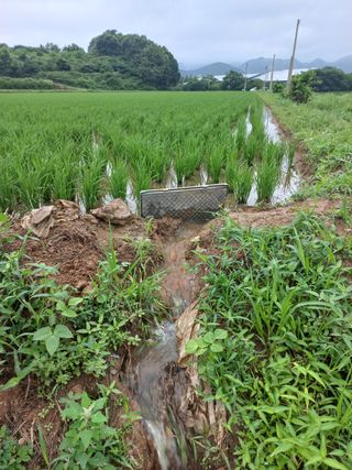 정은희 님의 벼 · 영농일지 작성글 사진