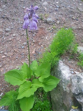 인생은 소풍처럼님의 토마토 · 일상 작성글 사진