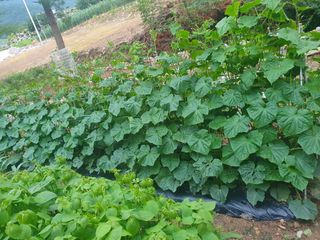 인생은 소풍처럼님의 토마토 · 일상 작성글 사진