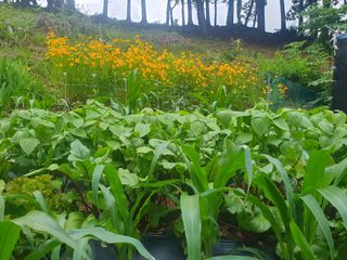 인생은 소풍처럼님의 토마토 · 일상 작성글 사진