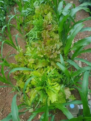 인생은 소풍처럼님의 토마토 · 일상 작성글 사진