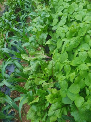 인생은 소풍처럼님의 토마토 · 일상 작성글 사진