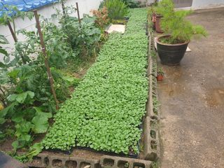 자두12065님의 장마 대비 어떻게 하셨나요? · 참여 작성글 사진