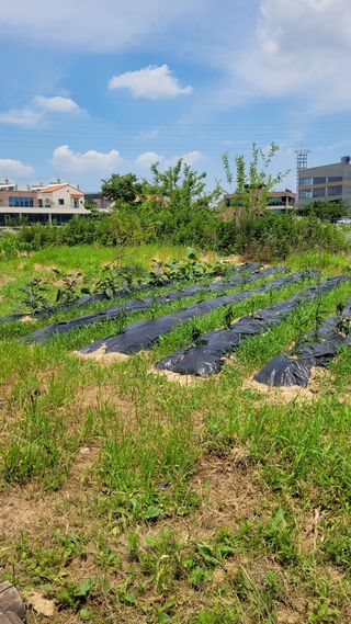 농촌아지님의 고구마 · 영농일지 작성글 사진