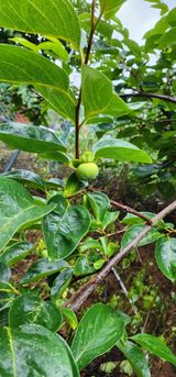 팜모닝 기타작물·자유게시판 게시글 이미지