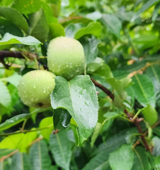 박필진님의 기타작물 · 자유게시판 작성글 사진