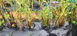 박필진님의 기타작물 · 자유게시판 작성글 사진