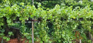 박필진님의 기타작물 · 자유게시판 작성글 사진