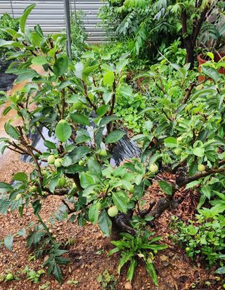 박필진님의 기타작물 · 자유게시판 작성글 사진