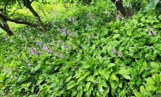 박필진님의 기타작물 · 자유게시판 작성글 사진