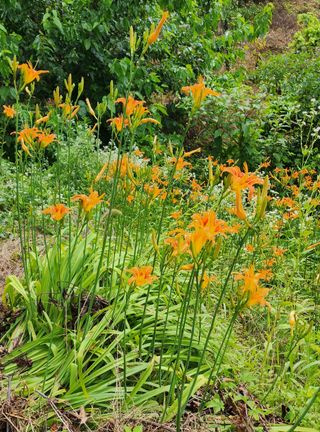 박필진님의 기타작물 · 자유게시판 작성글 사진